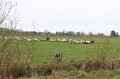 Schapen in het weiland bij Beerta in het Oldambt